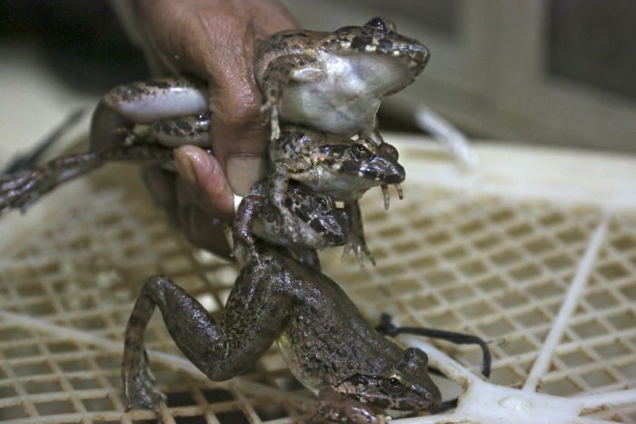 捕獲したカエルは箱に入れて売却する