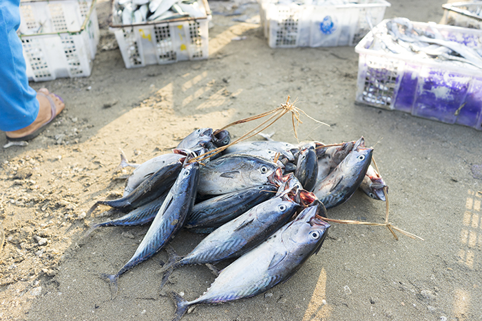 スムル村で取れた魚。午前7時過ぎの海岸では、釣りが趣味で大物を求める外国人が訪れるほど新鮮な魚市が開かれる