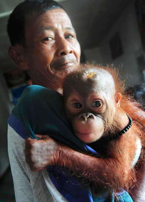 けがした子どもを発見　農園のオランウータン　西カリマンタン