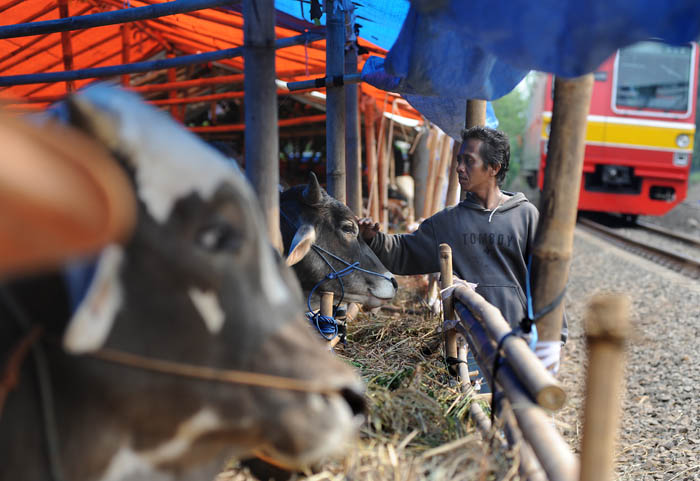 牛やヤギ、注文殺到　犠牲祭の特設露店　南ジャカルタ
