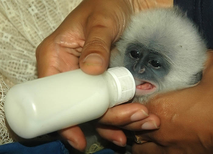 バンドンの動物園で誕生　絶滅危惧種、繁殖に成功 　ジャワ・スリリの赤ちゃん 