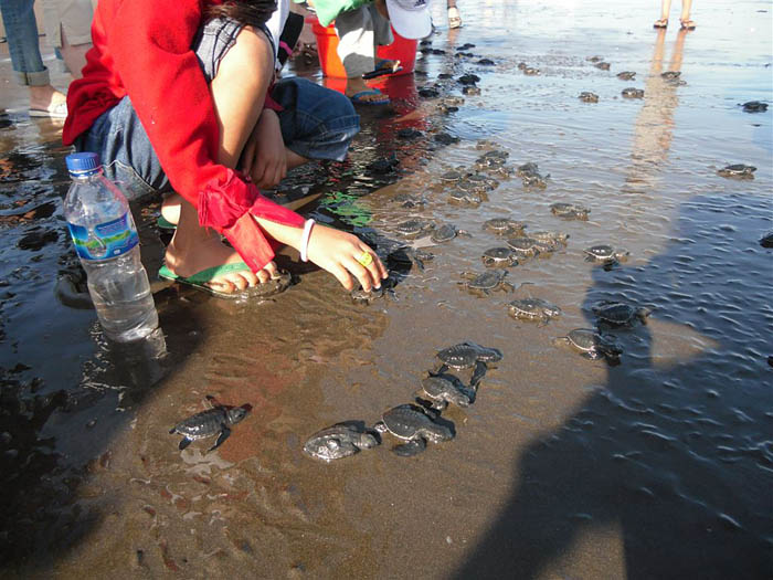 【じゃらんじゃらん】　ウミガメ、すくすく　元漁師が転身　３万４０００個をふ化 　バリ島ジュンブラナ