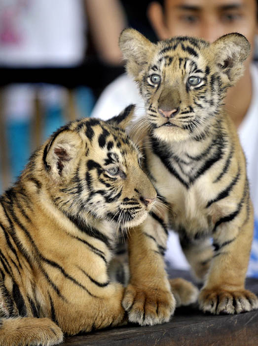 バリ動物園で赤ちゃん誕生　希少動物ベンガルトラ