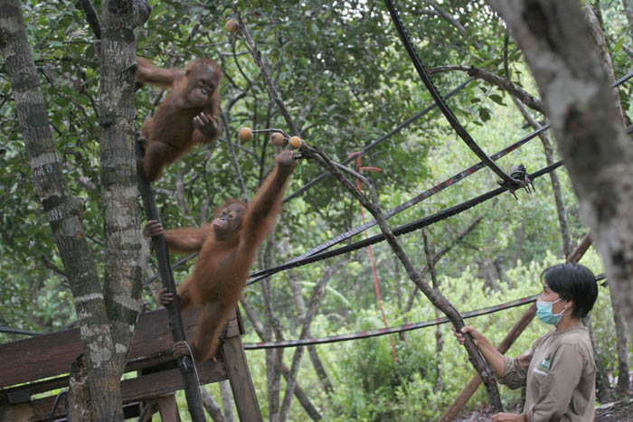 オランウータンの幼稚園　中部カリマンタン州 