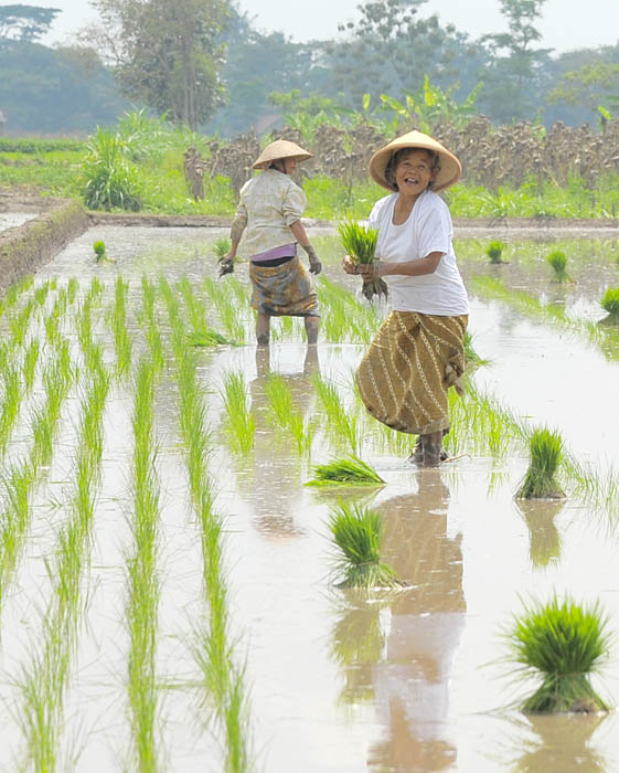 日本の農業技術を生かせ　インドネシアでコメ栽培　長野の「信州ファーム荻原」