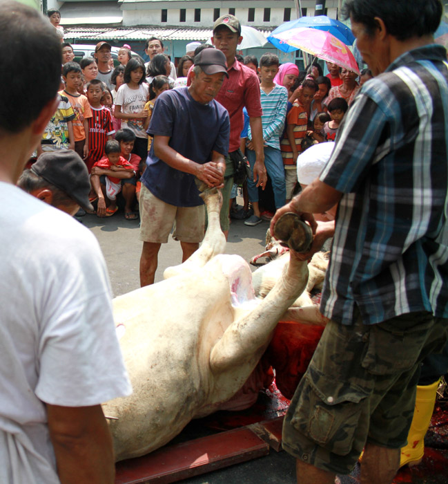 全国で犠牲祭祝う　生け贄と殺と分配　路地裏に一体感広がる