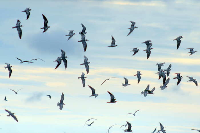 渡り鳥を観測 西ジャワ州インドラマユ 