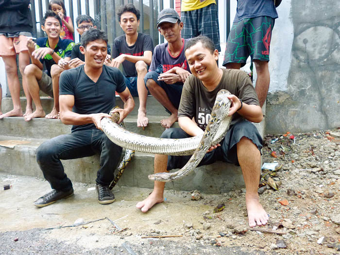 ２メートルのヘビ捕獲　中央ジャカルタ・ベンヒル