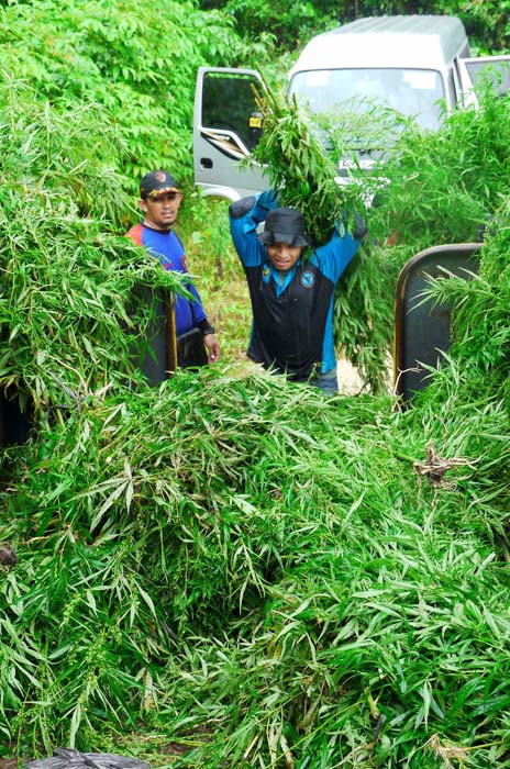 アチェで大麻畑摘発　１０ヘクタール栽培