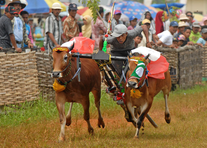 駆ける牛、しなる鞭　伝統レース「カラパン・サピ」　東ジャワ州マドゥラ島
