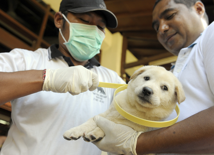 バリ州デンパサール　痛いのがまんして　狂犬病の予防接種