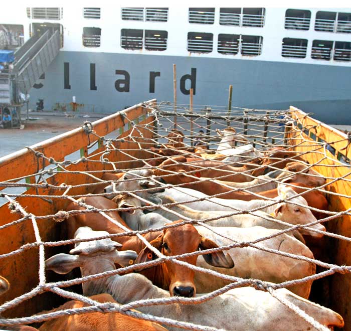 牛４万頭輸入開始　牛肉高騰で商業省　８月末まで