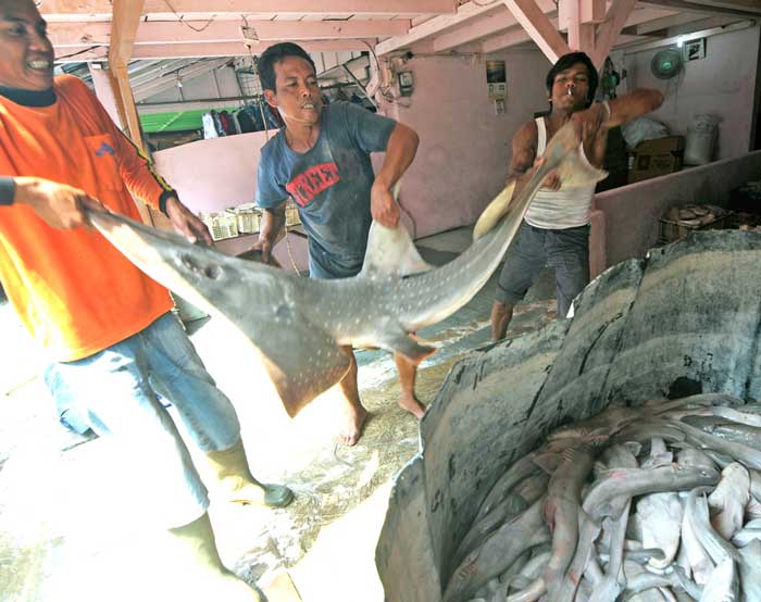サメ捕獲量が世界最多　自然保護団体調査で　規制対象の絶滅危惧種