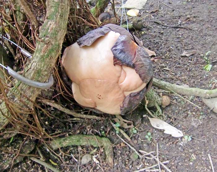 ラフレシア開花が間近　ボゴール植物園