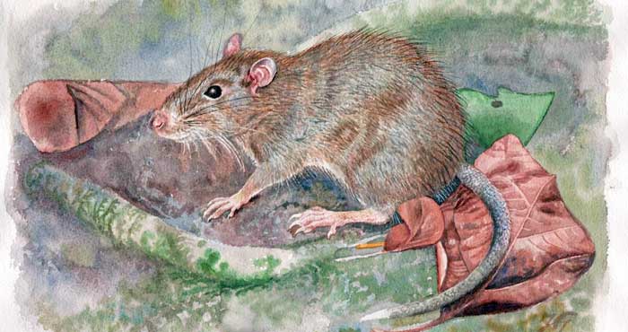 新種のネズミ発見　北マルク州ハルマヘラ島で