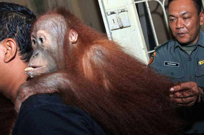 さあ、森に帰ろう　オランウータン保護　メダンの民家で飼育