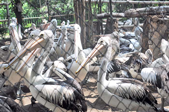 【スラバヤ動物園の真相】（上）　劣悪極まる飼育環境　おりに詰め込み、水槽真っ暗　「問題は職員」と園長