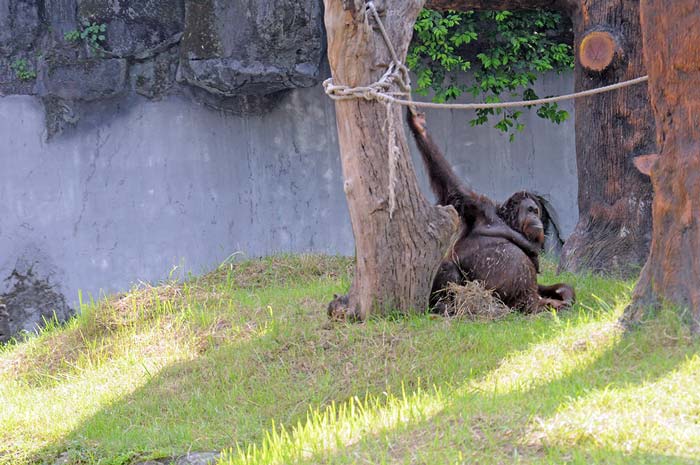 【スラバヤ動物園の真相】（中）　はびこる縁故主義　報告書が書けない職員も