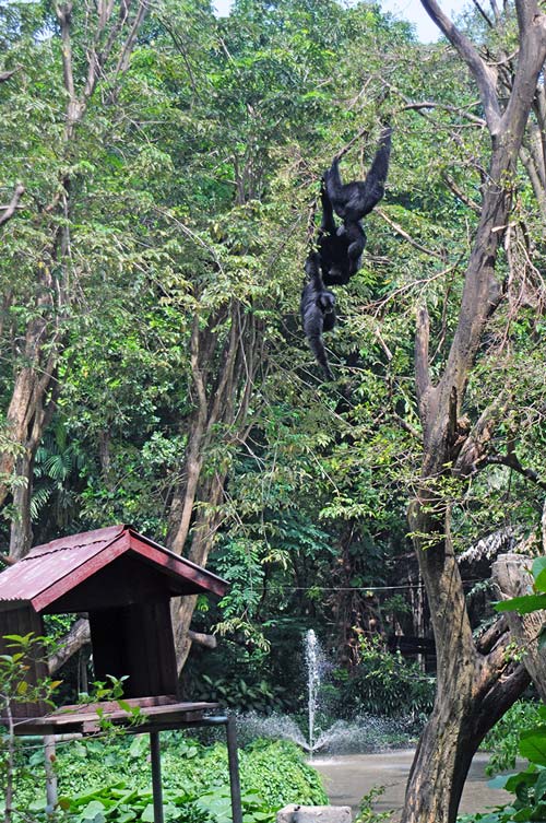 【スラバヤ動物園の真相】（下）　強引な敷地売却話で対立　各国注視、再建を応援