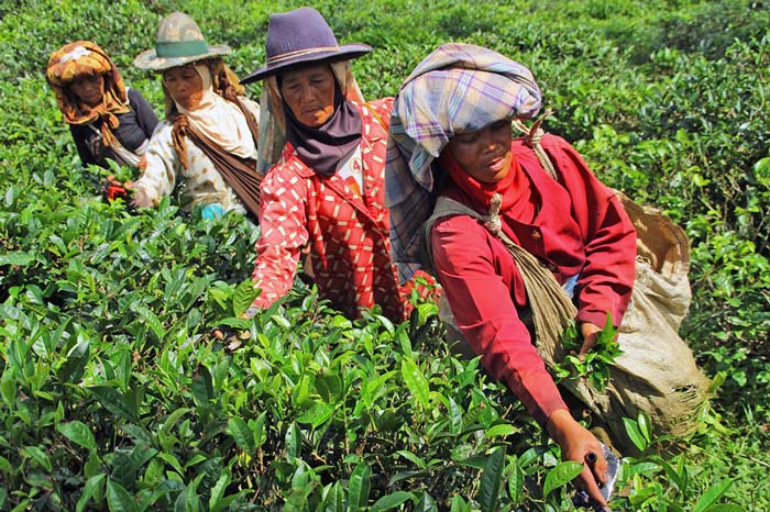 茶の葉摘む女性たち