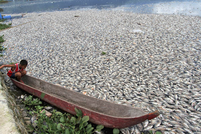 １００トンの魚の死