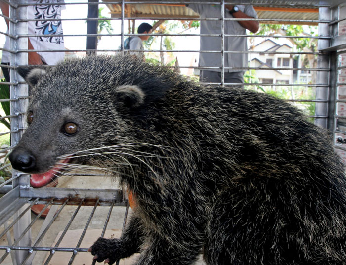 クマ？ネコ？クマネコです　