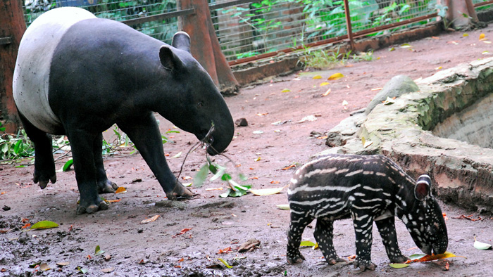 バクの赤ちゃんお披露目　バンドン動物園