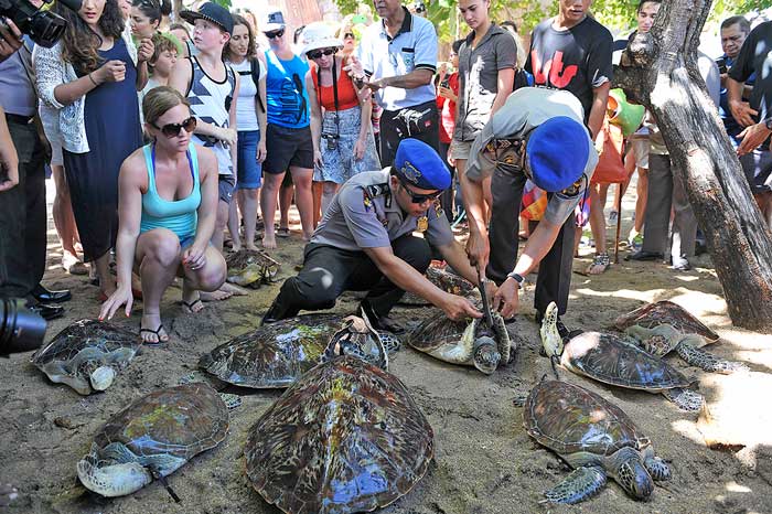 密猟のウミガメ、海に帰る　住民や観光客らが協力