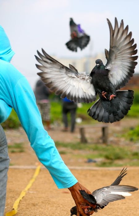翼を広げて飼い主と雌の元に戻ってきた