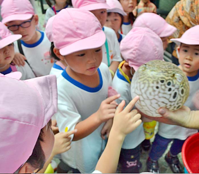 魚も園児も「まん丸」　タマンミニへ遠足　ＪＪＳ幼稚部