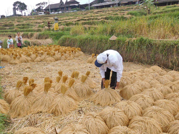 世界遺産のバリ棚田　名産の赤米を収穫