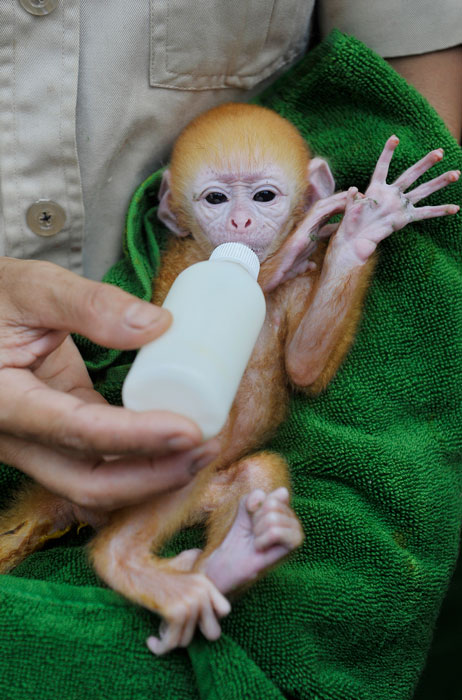 ジャワラングール誕生　バリ動物園