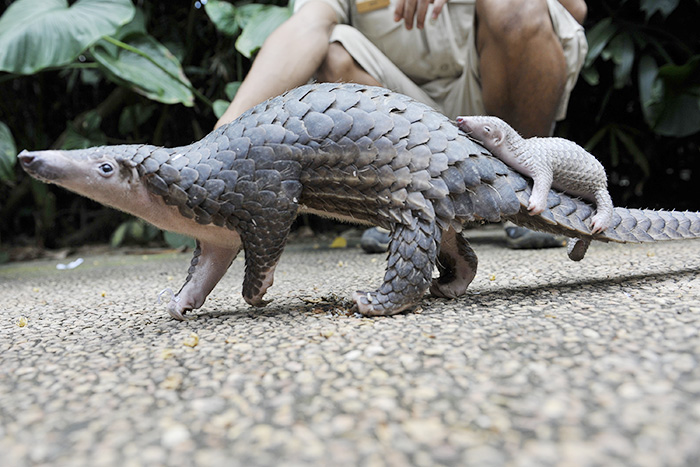 センザンコウに赤ちゃん　人工繁殖に初めて成功　バリ動物園