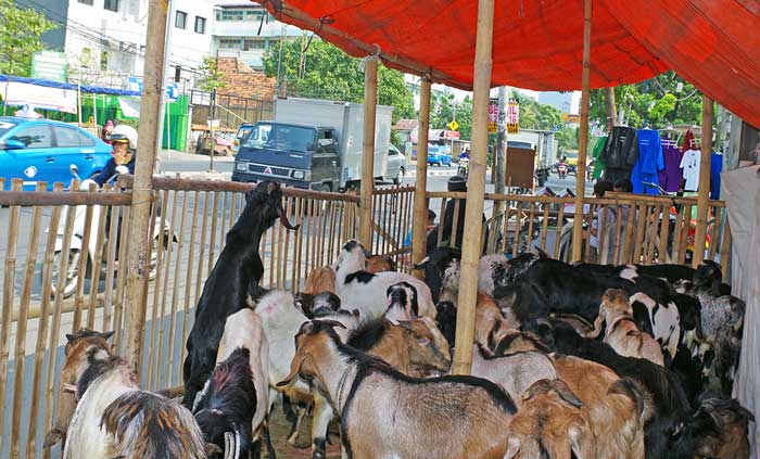 家畜売り場撤去で衝突　業者と州警備隊　タナアバン