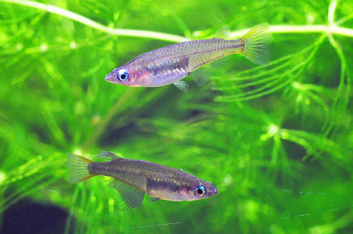 新種のメダカ公開　東山動植物園メダカ館　中部スラウェシ州ティウ湖で採集