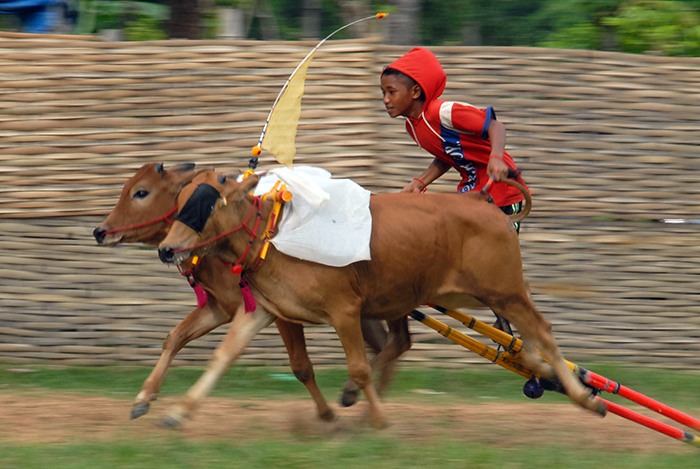 子ども騎手さっそうと　マドゥラ島の牛レース