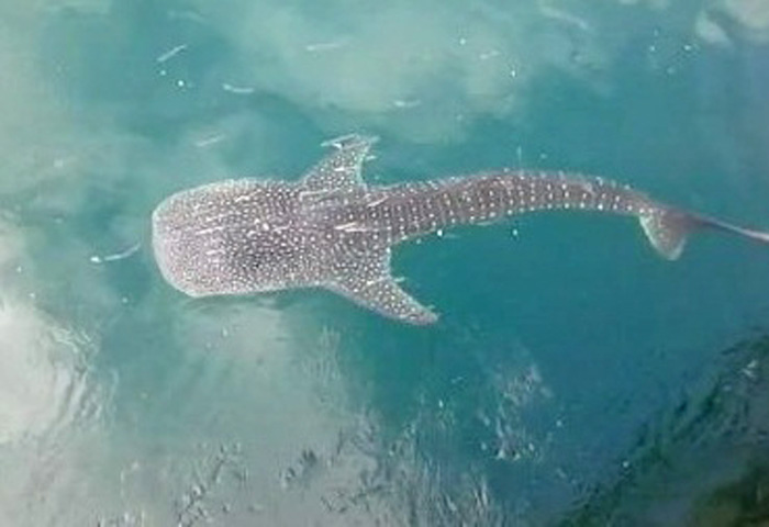 火力発電所のサメ死ぬ　東ジャワ州プロボリンゴ県　体に複数の傷