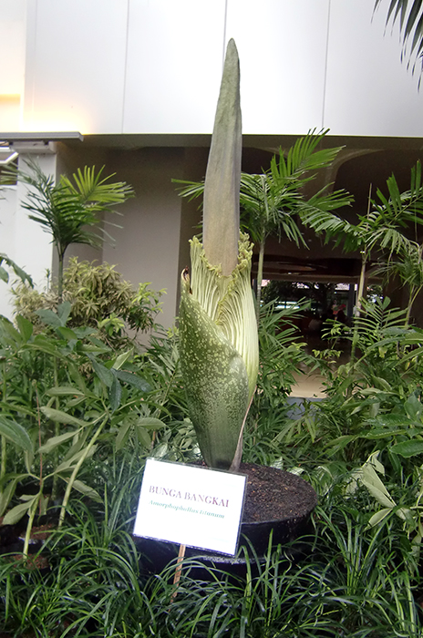 ムカルサリで開花間近に　世界最大の花　スマトラオオコンニャク