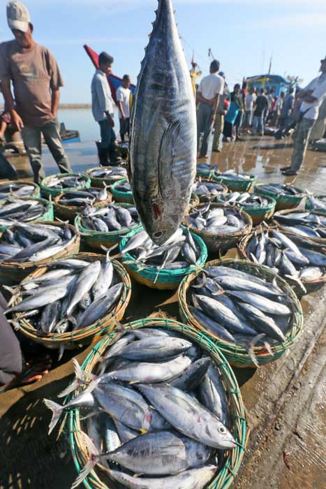 ☆気温も高いが魚も高い