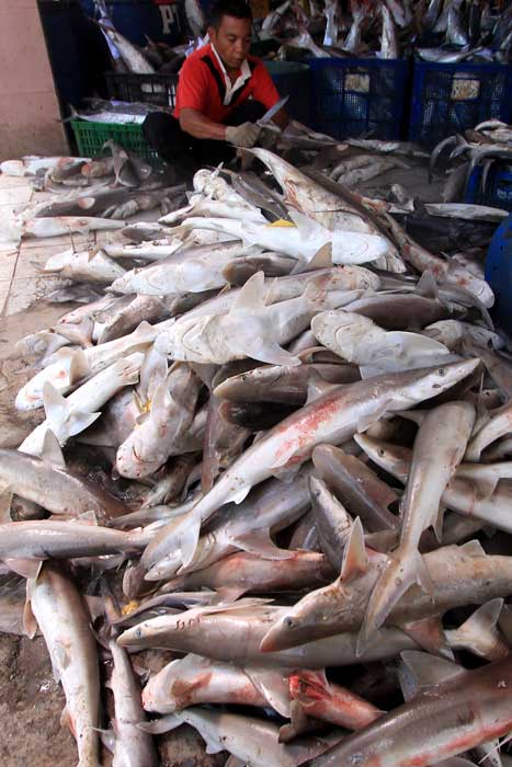 魚市場にサメのヒレ