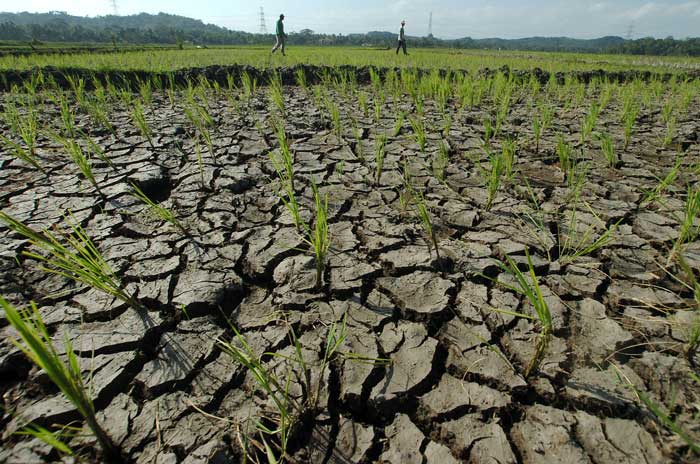 干ばつ深刻化　雨不足続き　１８州で被害　エルニーニョが影響