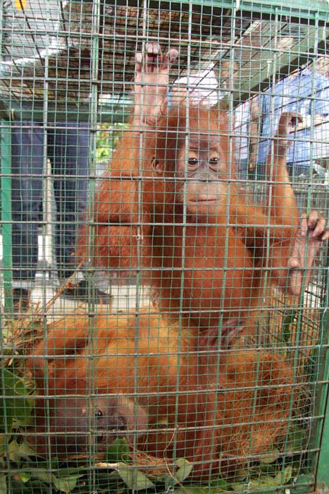 希少動物をネット売買　フェイスブック利用　アチェ州　オランウータンの赤ちゃん保護