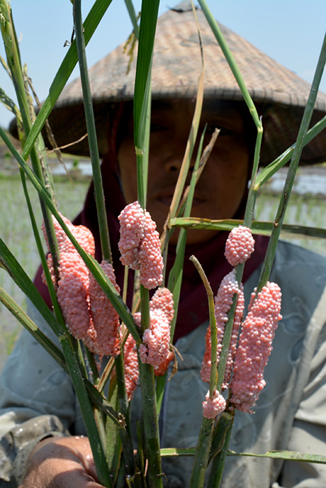 ☆稲を食い荒らす害虫たち