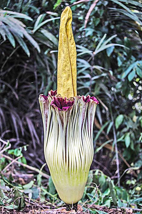 ☆シナブン山に巨大な花