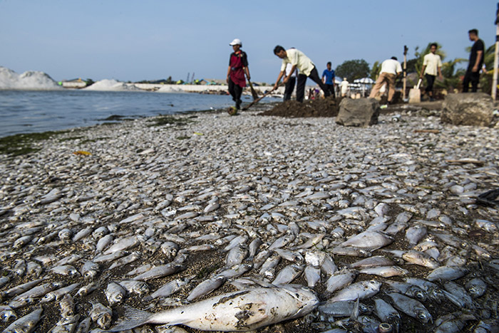 ☆アンチョールで魚大量死