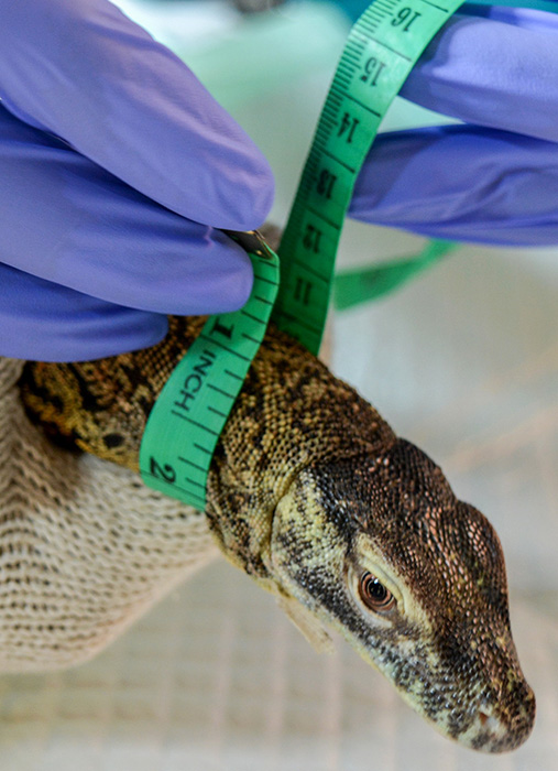 【１００年目の挑戦　スラバヤ動物園（中）】次々生まれ過密状態　死亡率５％まで低下