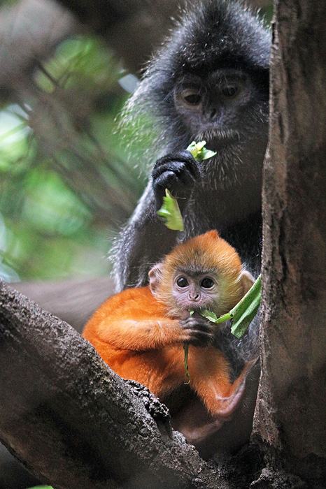 人気者でごザル　ラグナン動物園