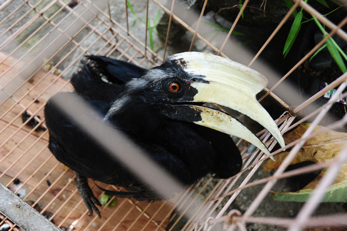 ☆クロサイチョウを保護