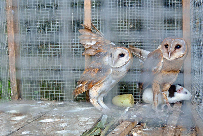 ☆フクロウでネズミ退治