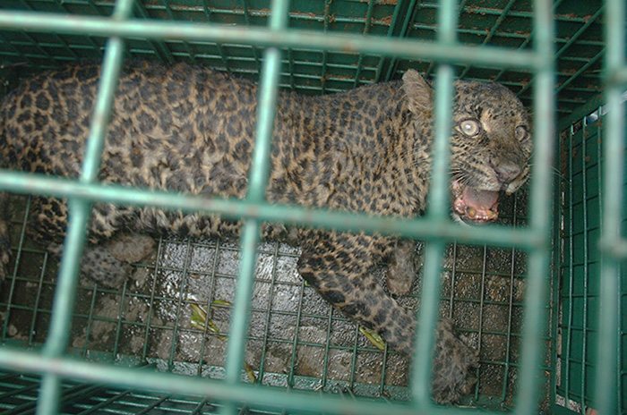☆チアミスにジャワヒョウ